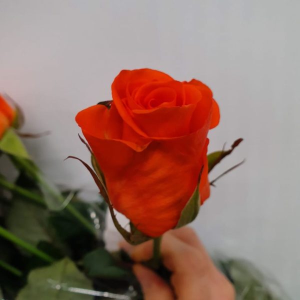 1805202209_0c5ee78a2d04f5cbab62e900daeed91f