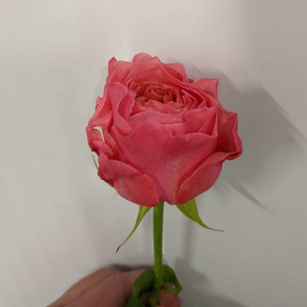 1805202209_374706a46244578340b6e00ef19153a3