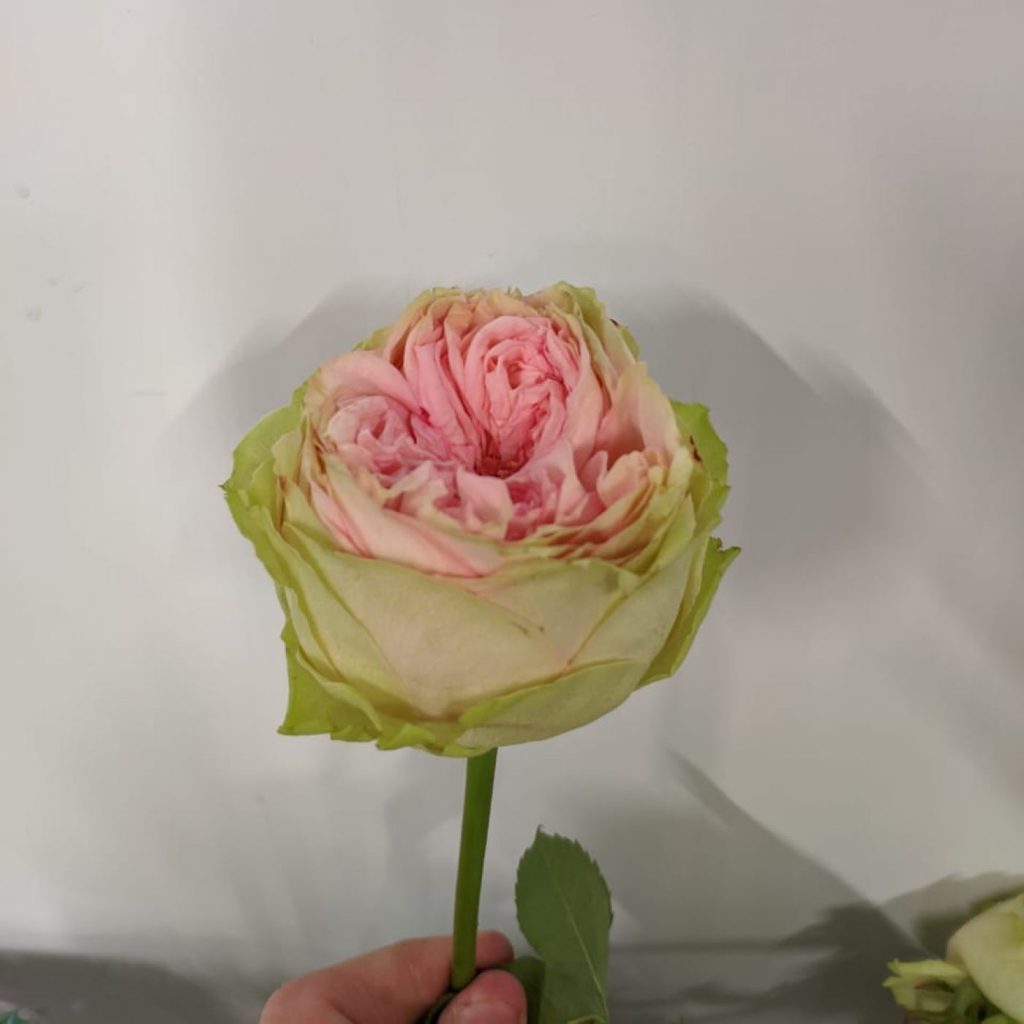 1805202209_51ee8ddb39a57b30067e908bc41f530f