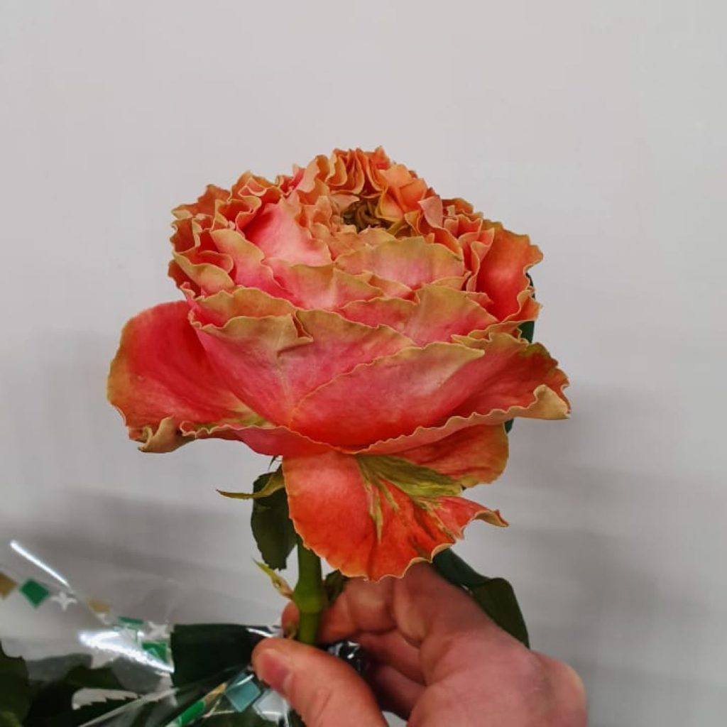 1805202209_58b019e144401512caf9169a3771d935