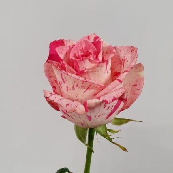 1805202209_7fa644e4f898e46f67c446b59e171a32