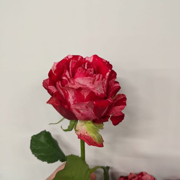 1805202209_8a53dce7154aa71e4a70580ba3c220cb