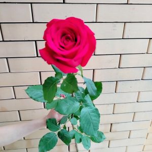 Роза Наоми 90 см